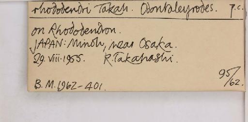 Pealius rhododendrae Takahashi, 1935 - 013488216_additional