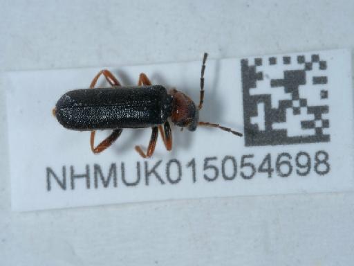 Cantharis (Cantharis) flavilabris Fallén, 1807 - 015054698_2