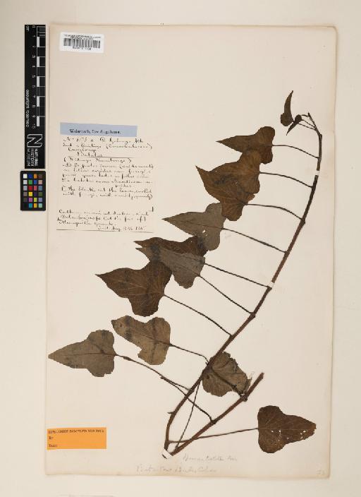 Ipomoea batatas (L.) Lam. - 001011109