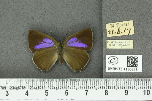 Neozephyrus quercus (Linnaeus, 1758) - BMNHE_1136653_94393