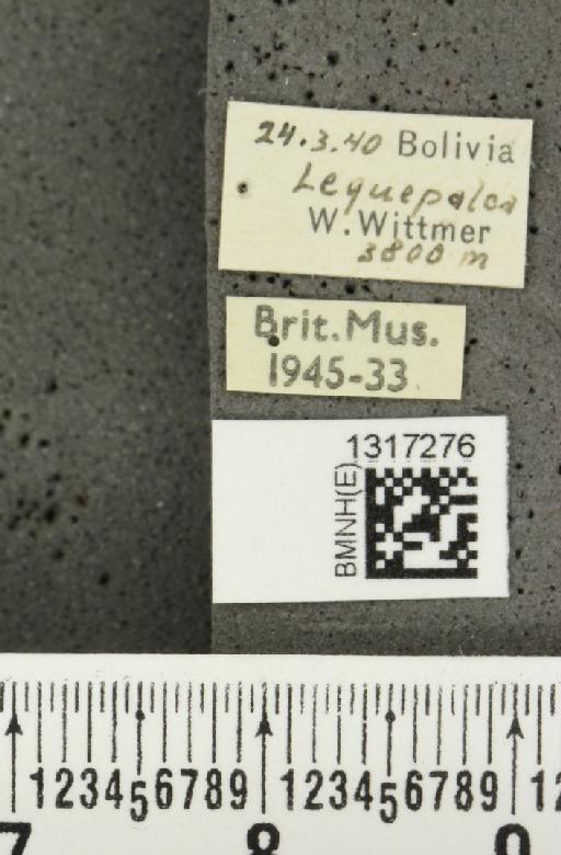 Calligrapha curvilinea Stål, 1859 - BMNHE_1317276_label_16581