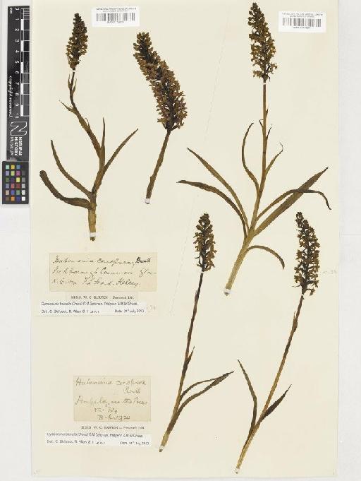 Gymnadenia borealis (Druce) R.M.Bateman, Pridgeon & M.W.Chase - BM001116823