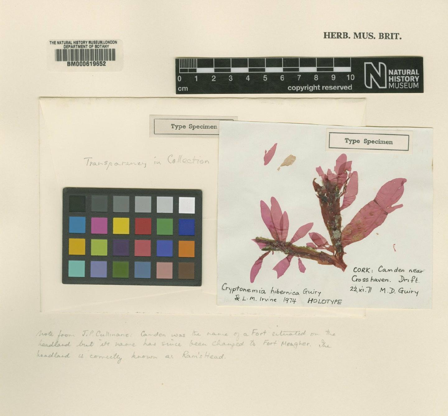 To NHMUK collection (Cryptonemia hibernica Guiry & L.M.Irvine; Holotype; NHMUK:ecatalogue:4857150)