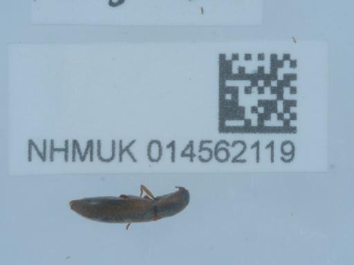 Dalopius marginatus (Linnaeus, 1758) - 014562119_3