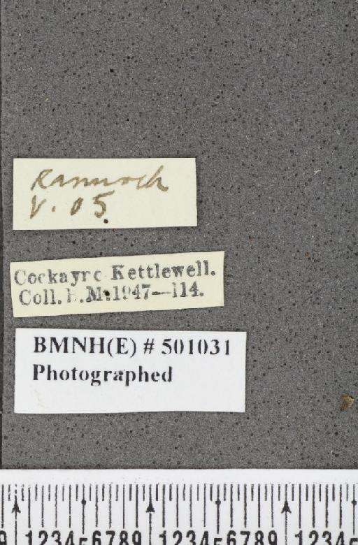 Callophrys rubi ab. inferopunctata Tutt, 1907 - BMNHE_501031_label_97453