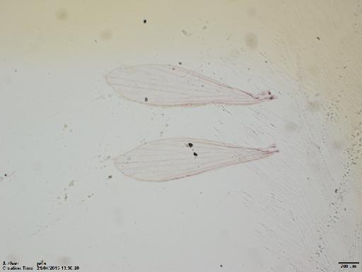 Lutzomyia (Micropygomyia) duppyorum Fairchild & Trapido, 1950 - Lutzomyia_duppyorum-BMNH(E)1722071_PT-male_wings-2x.tif