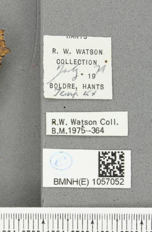 Aglais urticae ab. nigricaria Lambillion, 1902 - BMNHE_1057052_label_46731