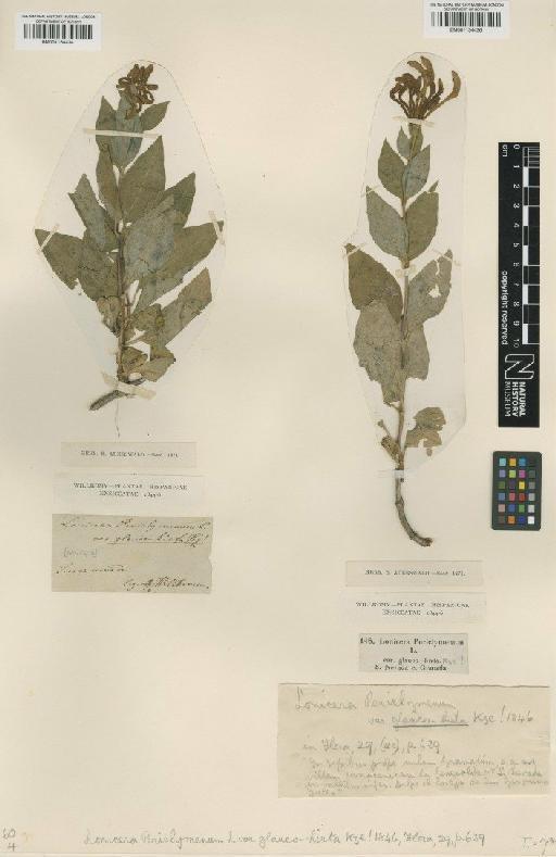 Lonicera periclymenum subsp. hispanicum Nyman - BM001134436