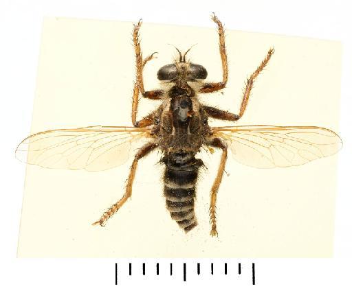 Trupanea venerabilis Walker, 1857 - NHMUK 012809089 Trupanea venerabilis HT - whole body dorsal