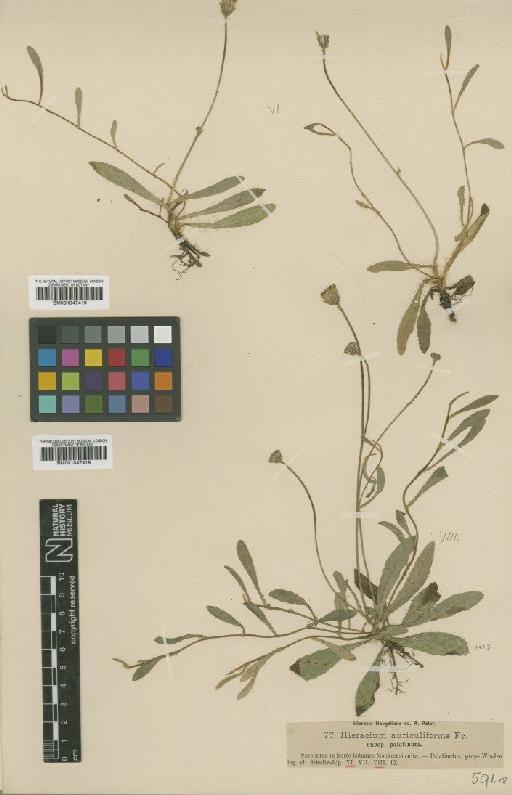 Hieracium schultesii subsp. palatinum Nägeli & Peter - BM001047419