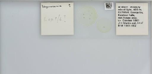 Isogonoceraia Tuthill, 1964 - 013483064_117198_1146272_157715_NonType_result
