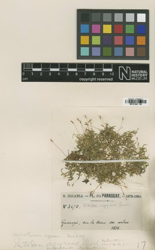 Entodon argyreus (Besch.) Besch. - BM000961432_a