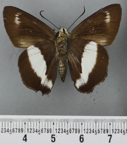 Hasora hurama diana Evans, 1958 - Hasora hurama diana Evans holotype 1623547 ventral