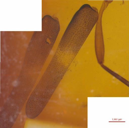 Lepturinae Latreille, 1802 - 010131248__