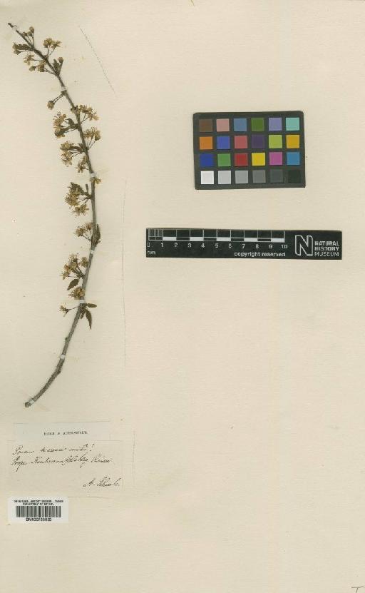 Prunus rivularis Scheele - BM000750859