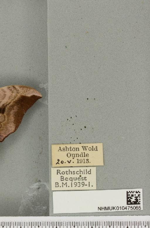 Smerinthus ocellata ocellata (Linnaeus, 1758) - NHMUK_010475065_label_525368