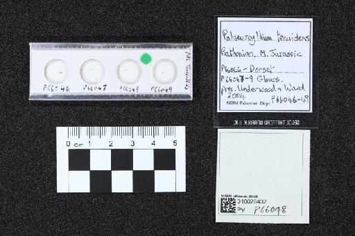 Palaeoscyllium tenuidens infraphylum Gnathostomata Underwood & Ward, 2004 - 010028432_L010040619