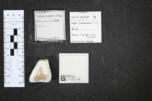 Isurus mantelli infraphylum Gnathostomata (Agassiz) - 010031340_L010040652