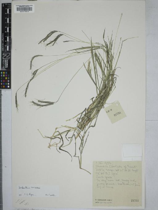 Flowering plant - 000759113