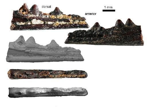 Penegephyrosaurus curtiscoppi Whiteside & Duffin, 2017 - NHMUK PV R 37558