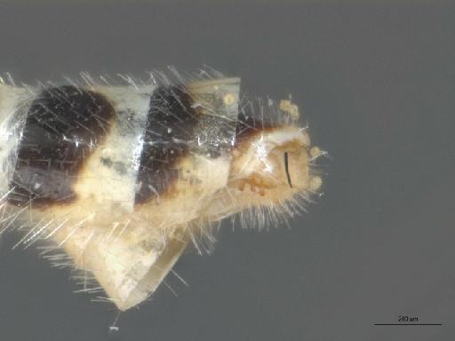 Heterotropus Loew, 1873 - 010629084_Heterotropus_indet_terminalia_lateral_Nonntype