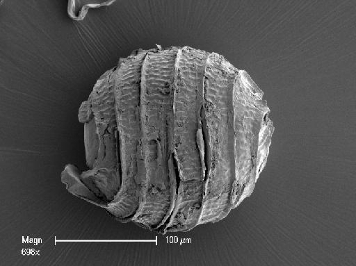 Nitella gelatinifera (R.D.Wood) R.D.Wood - OosporeSide