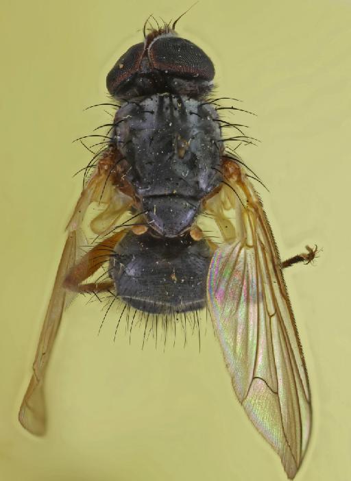 Xanthobasis pollinosa Aldrich, 1934 - Xanthobasis pollinosa HT dorsal