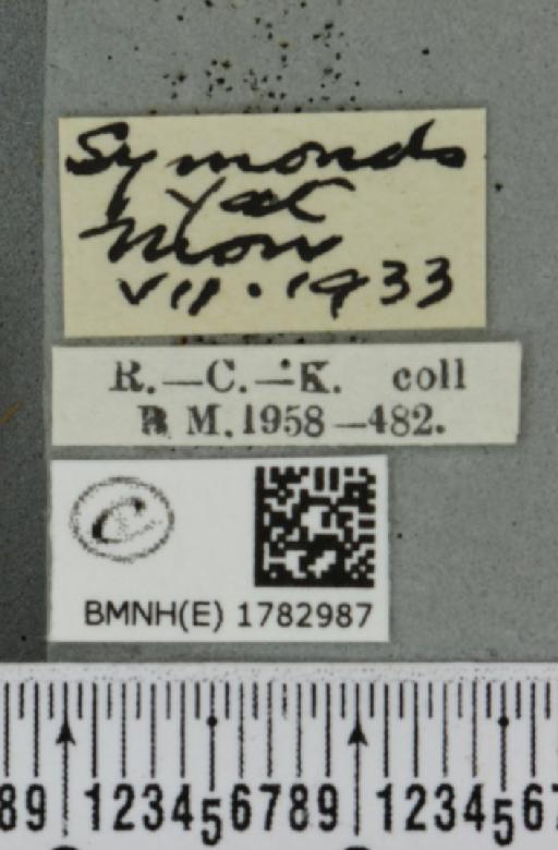 Minoa murinata (Scopoli, 1763) - BMNHE_1782987_label_364702