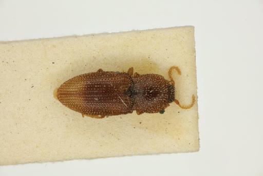 Rismethus apicalis (Candeze, E., 1874) - Rismethus apicalis PLT-1