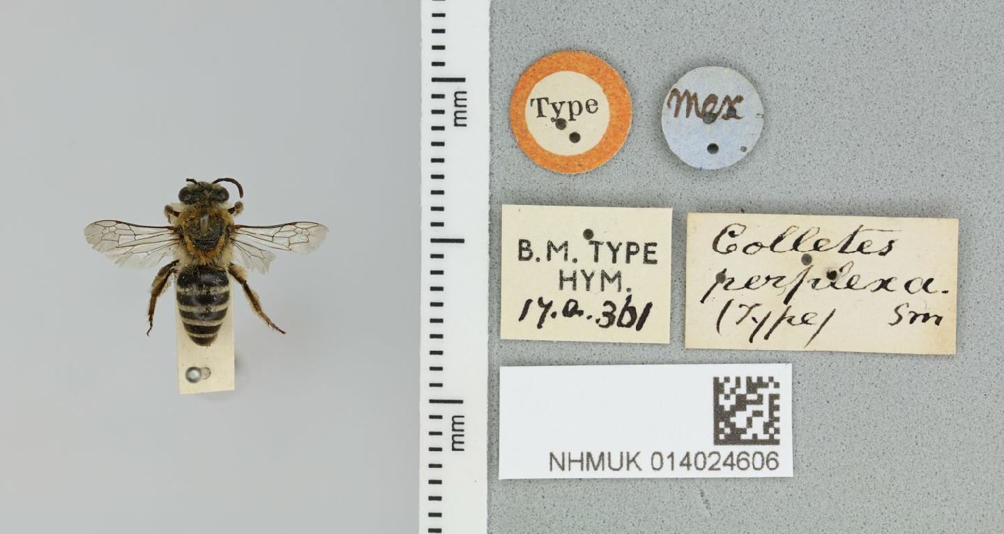 Colletes perplexus
