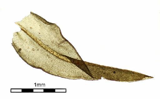 Leptodontium viticulosoides (P.Beauv.) Wijk & Margad. - Didymodon squarrosa_BM001006451wholeleaf3.