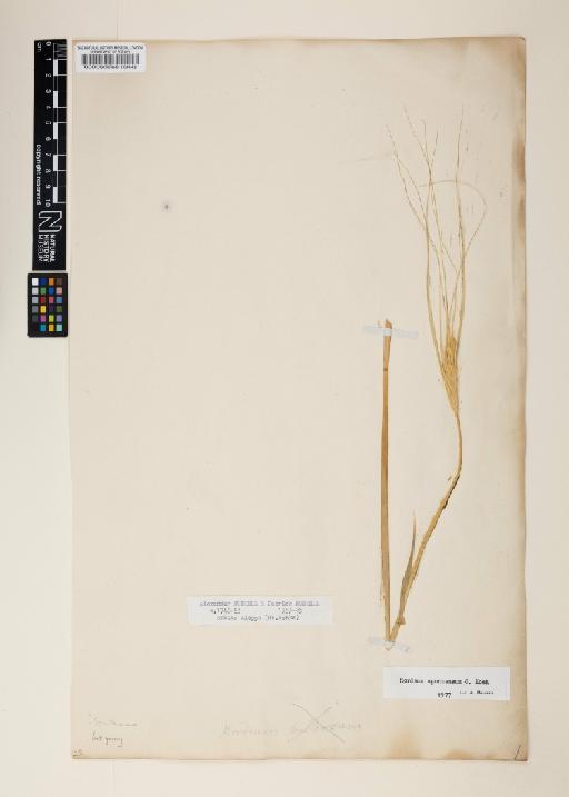 Hordeum vulgare subsp. spontaneum (K.Koch) Asch. et Graebn. - 000060668