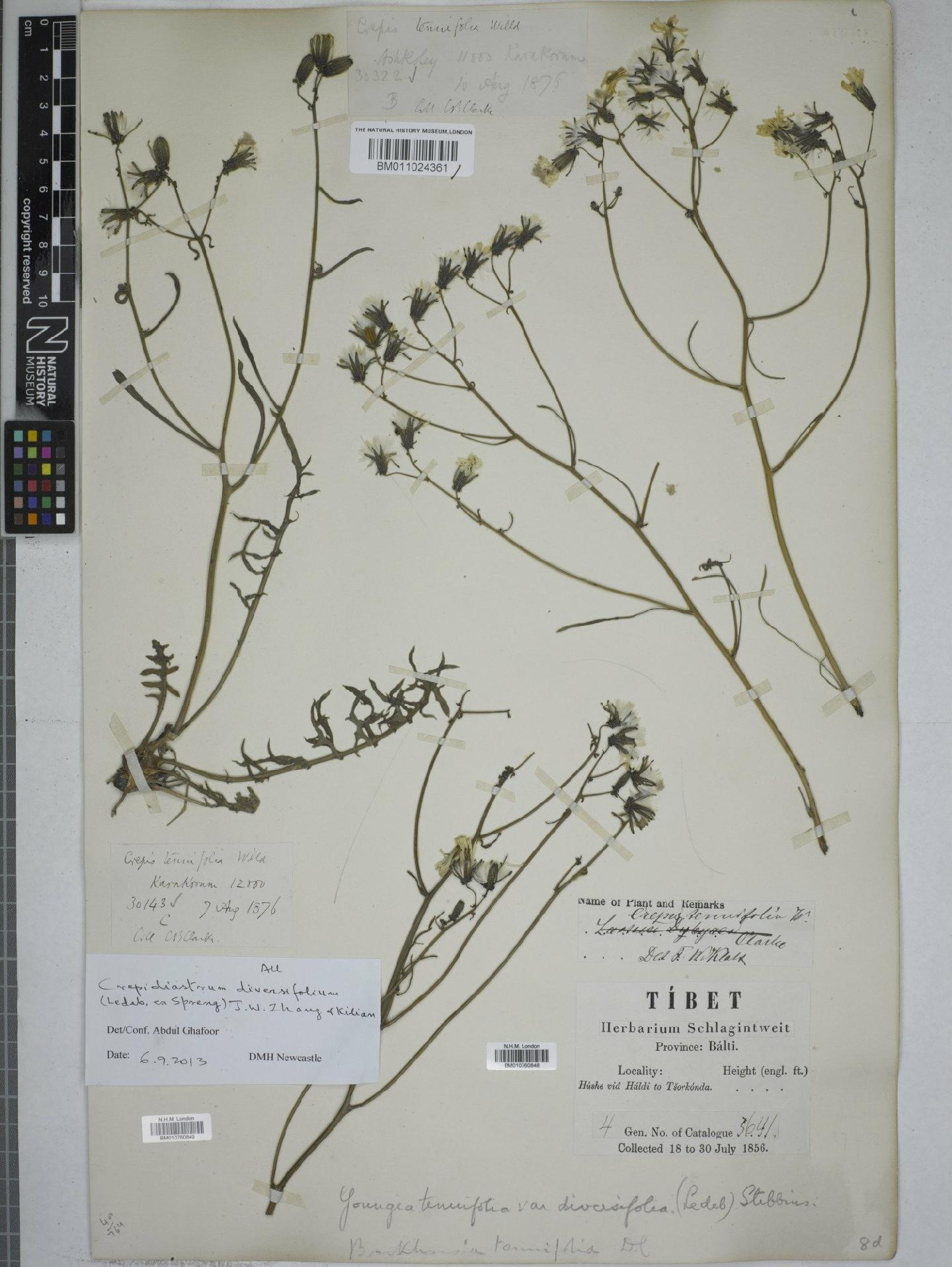 To NHMUK collection (Youngia tenuifolia subsp. diversifolia Babc. & Stebb.; NHMUK:ecatalogue:9152489)