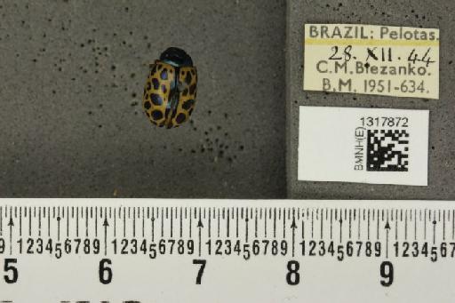 Calligrapha (Calligrapha) polyspila (Germar, 1821) - BMNHE_1317872_17430