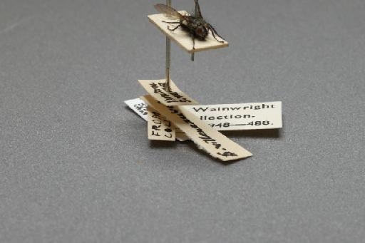Sarcophaga (Myorhina) villeneuvei Boettcher, 1912 - 015092573_additional_4