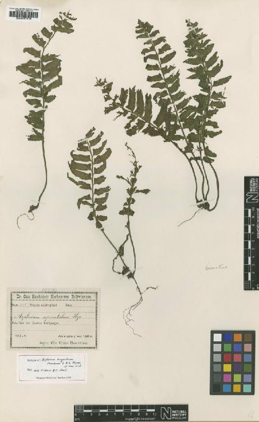 Asplenium triquetrum N.Murak. & R.C.Moran - BM000937818