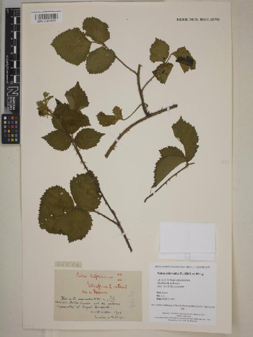 Rubus adornatus P.J.Müll. ex Wirtg. - 013834600