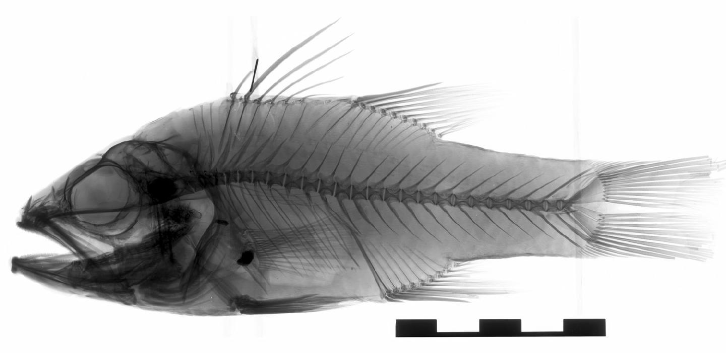 To NHMUK collection (Apogon taeniopterus Bennett, 1836; HOLOTYPE; NHMUK:ecatalogue:2585493)
