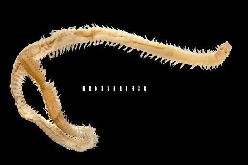 Namalycastis meraukensis de Silva, 1961 - Polychaete type specimen; Nereidae; 1962.14.2 view 1