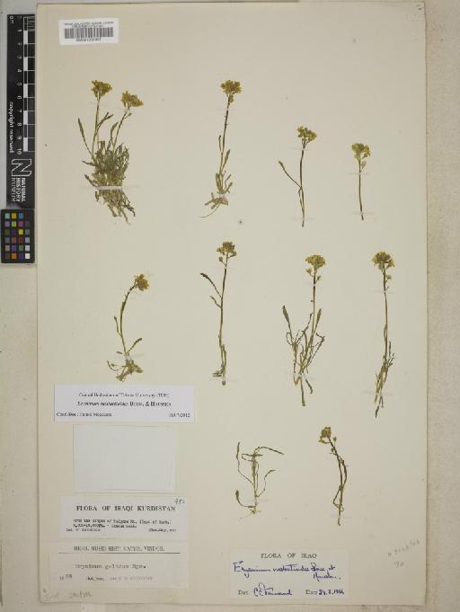 Erysimum nasturtioides Boiss. & Hausskn. - BM001031447