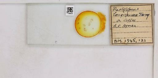 Pseudococcus longispinus Targioni-Tozzetti, 1867 - 010715236__