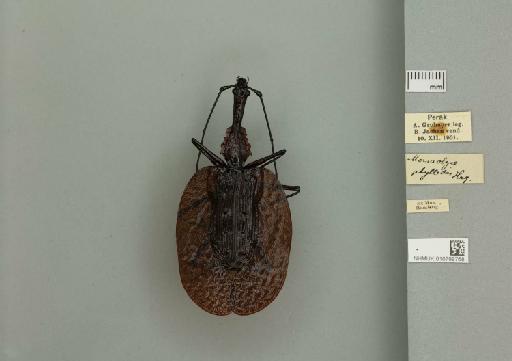 Mormolyce phyllodes Hagenbach, 1825 - 010799768_253134_945167