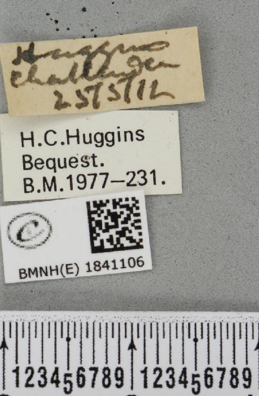 Lomaspilis marginata (Linnaeus, 1758) - Robyn_003256_label_419578