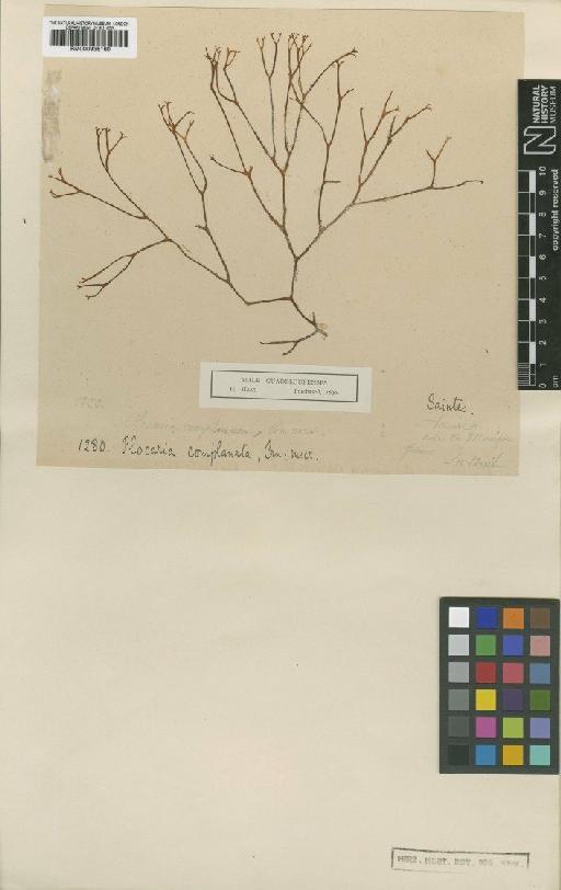 Gracilaria daemicornis J.Agardh - BM000936160