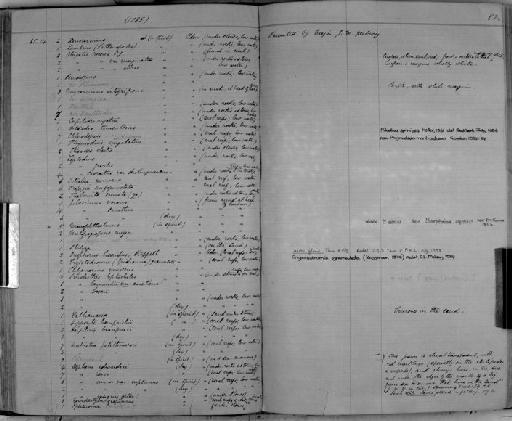 Pilumnus Fabricius - Zoology Accessions Register: Crustacea: 1876 - 1905: page 82