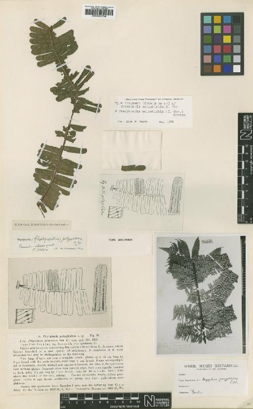 Thelypteris polyphlebia (C.Chr.) C.V.Morton - BM000937746