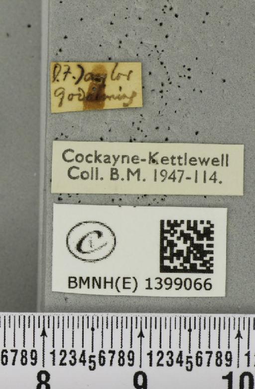 Poecilocampa populi (Linnaeus, 1758) - BMNHE_1399066_label_188848