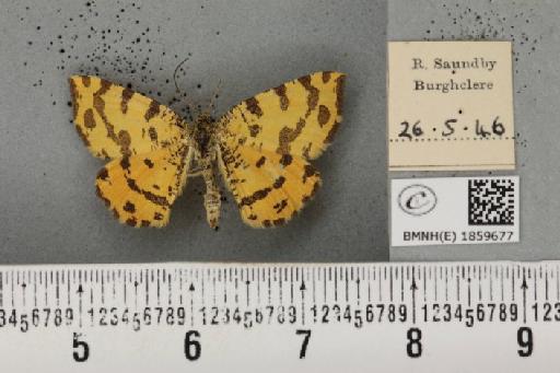 Pseudopanthera macularia (Linnaeus, 1758) - BMNHE_1859677_429973