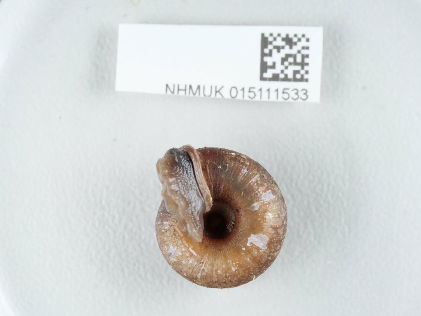 Helicodonta obvoluta thumbnail