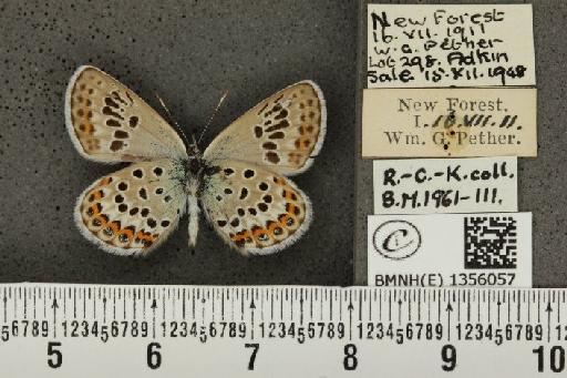 Plebejus argus argus ab. anticoradiata Tutt, 1909 - BMNHE_1356057_153601